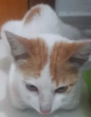 Gato raça Srd idade Abaixo de 2 meses nome Desmanche