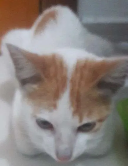 Gato ra a Srd idade Abaixo de 2 meses nome Desmanche