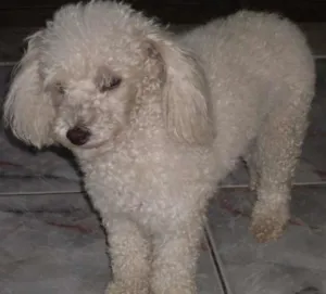 Cachorro raça Poodle idade 6 ou mais anos nome Mel