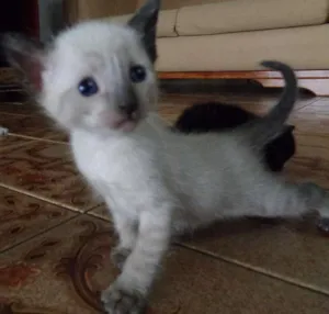 Gato raça  idade Abaixo de 2 meses nome Filhotinhos