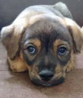 Cachorro ra a SRD idade 2 a 6 meses nome Filhotinho
