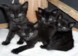 Gatos