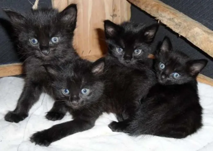 Gato ra a normal idade Abaixo de 2 meses nome Gatos