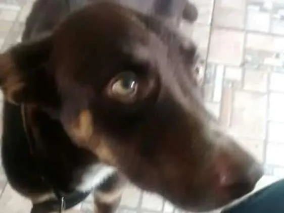Cachorro ra a Srd idade 2 anos nome Billy