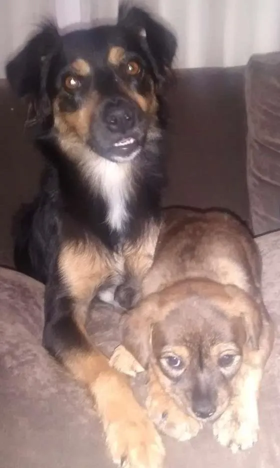 Cachorro ra a SRD idade 1 ano nome Flor