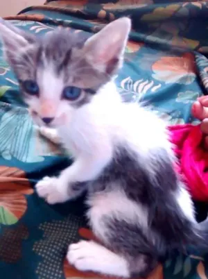 Gato raça SRD idade Abaixo de 2 meses nome Lilica e Juli