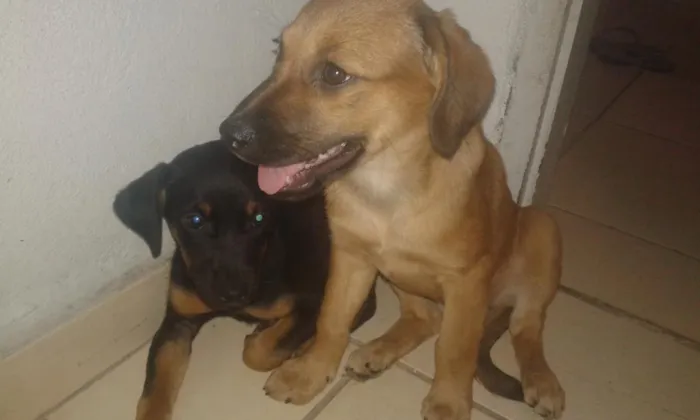Cachorro ra a vira lata idade 2 a 6 meses nome sem nomes