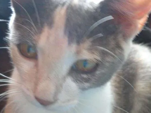 Gato ra a de rua idade 1 ano nome sem nome