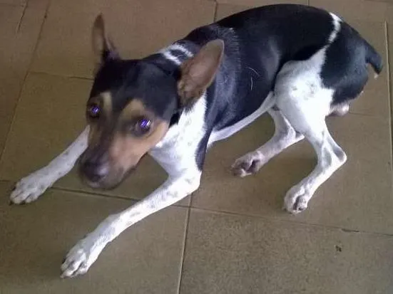 Cachorro ra a Fox Terrier idade 3 anos nome teko
