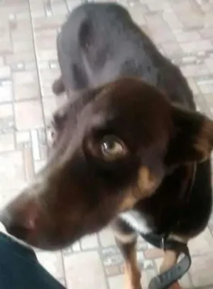 Cachorro raça Srd idade 2 anos nome Billy