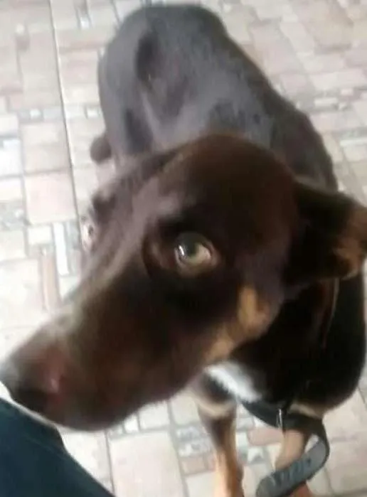 Cachorro ra a Srd idade 2 anos nome Billy