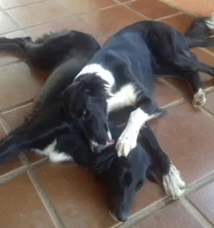 Cachorro raça Border collie X idade 7 a 11 meses nome Miah