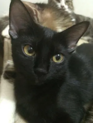 Gato raça Gato preto idade 1 ano nome Nina