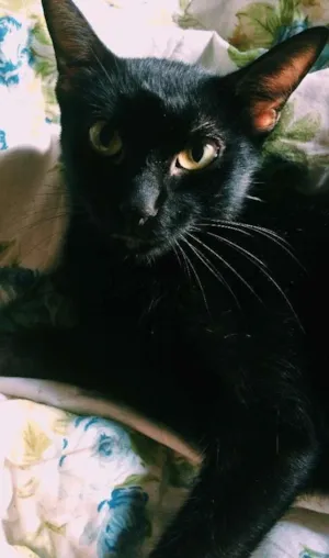 Gato raça Gato preto idade 2 anos nome Lily