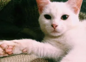 Gato raça - idade 7 a 11 meses nome Branca