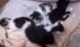 Gatos