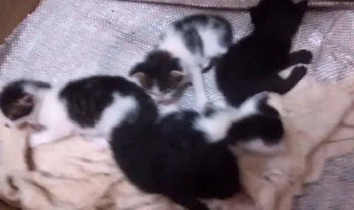 Gato ra a Indefinida idade Abaixo de 2 meses nome Gatos