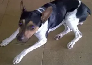 Cachorro raça Fox Terrier idade 3 anos nome teko