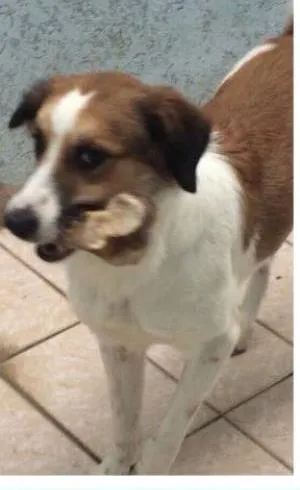 Cachorro raça Vira lara idade 2 anos nome Nina