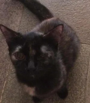Gato raça Mista idade 2 anos nome Cassie
