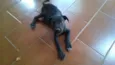 Toddy