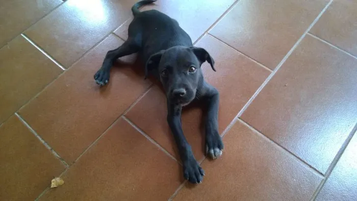 Cachorro raça  idade 2 a 6 meses nome Toddy