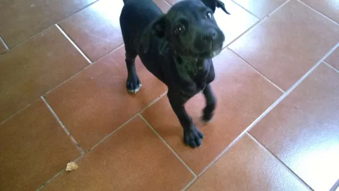 Cachorro raça  idade 2 a 6 meses nome Toddy