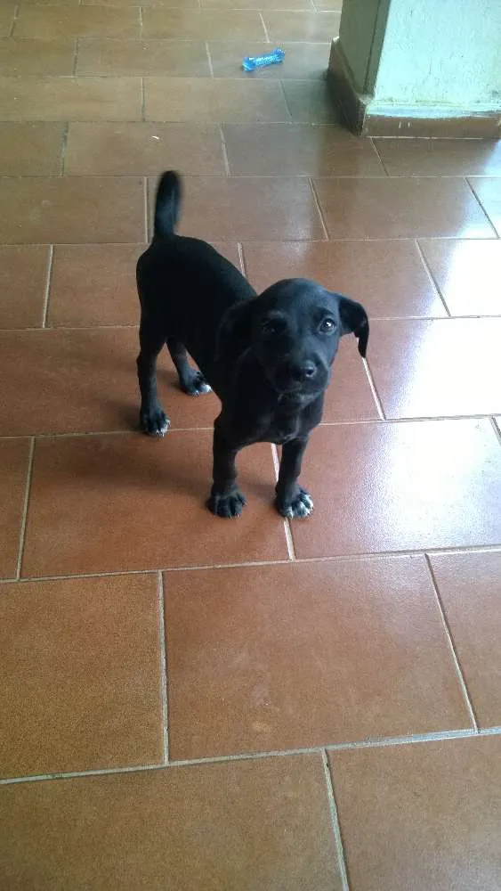 Cachorro raça  idade 2 a 6 meses nome Toddy