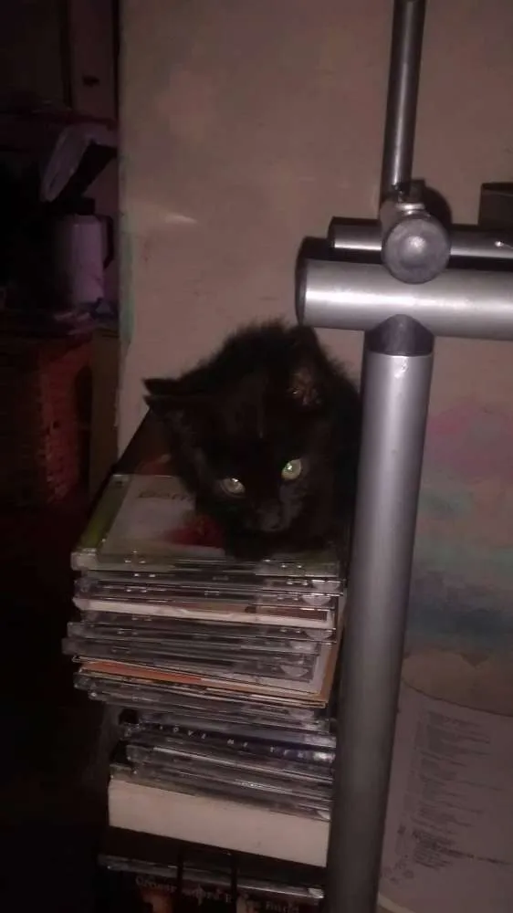 Gato ra a  idade Abaixo de 2 meses nome sem nome