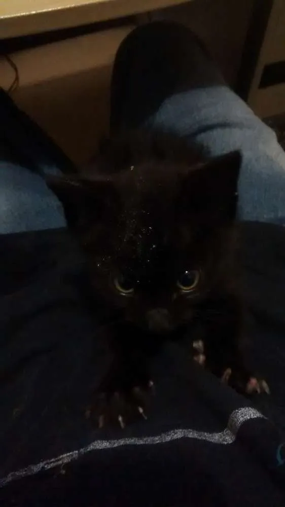Gato ra a  idade Abaixo de 2 meses nome sem nome