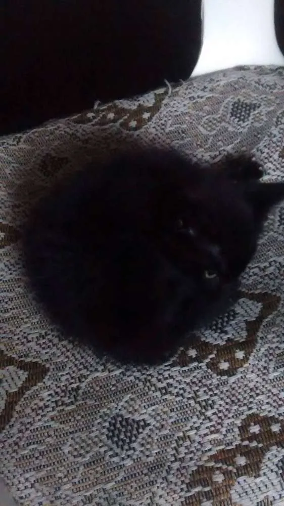 Gato ra a  idade Abaixo de 2 meses nome sem nome