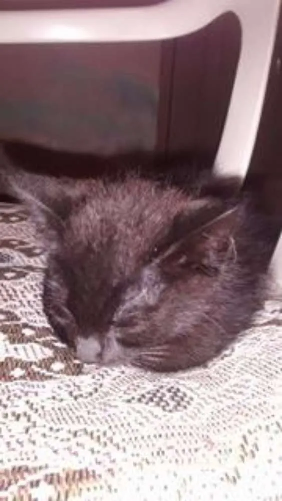 Gato ra a  idade Abaixo de 2 meses nome sem nome