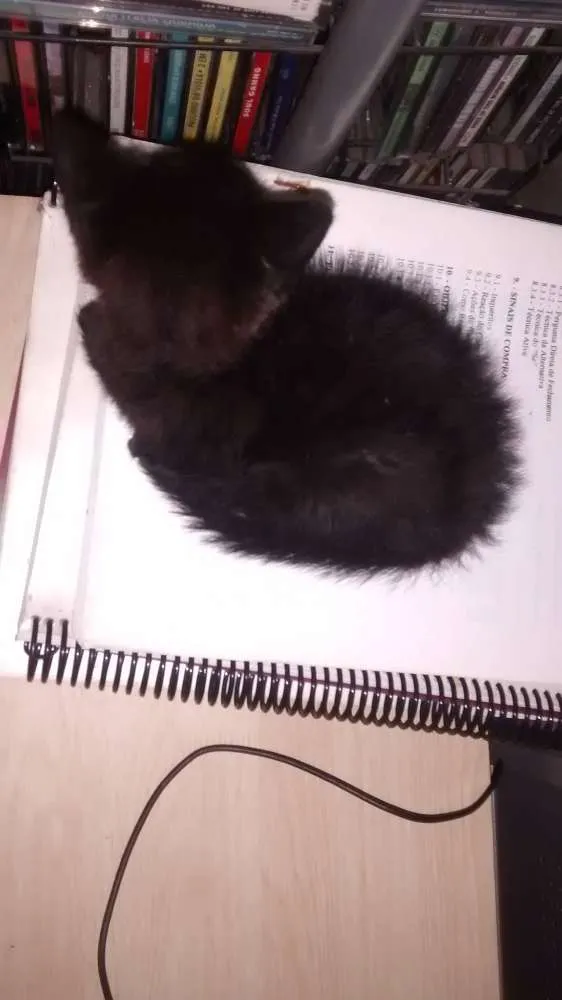 Gato ra a  idade Abaixo de 2 meses nome sem nome