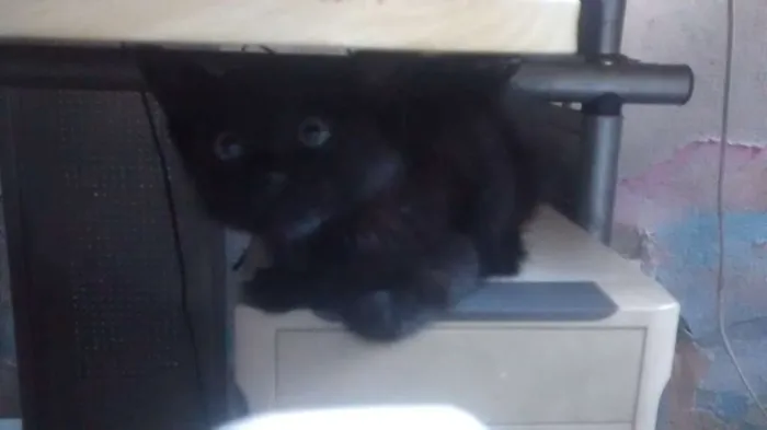 Gato ra a  idade Abaixo de 2 meses nome sem nome