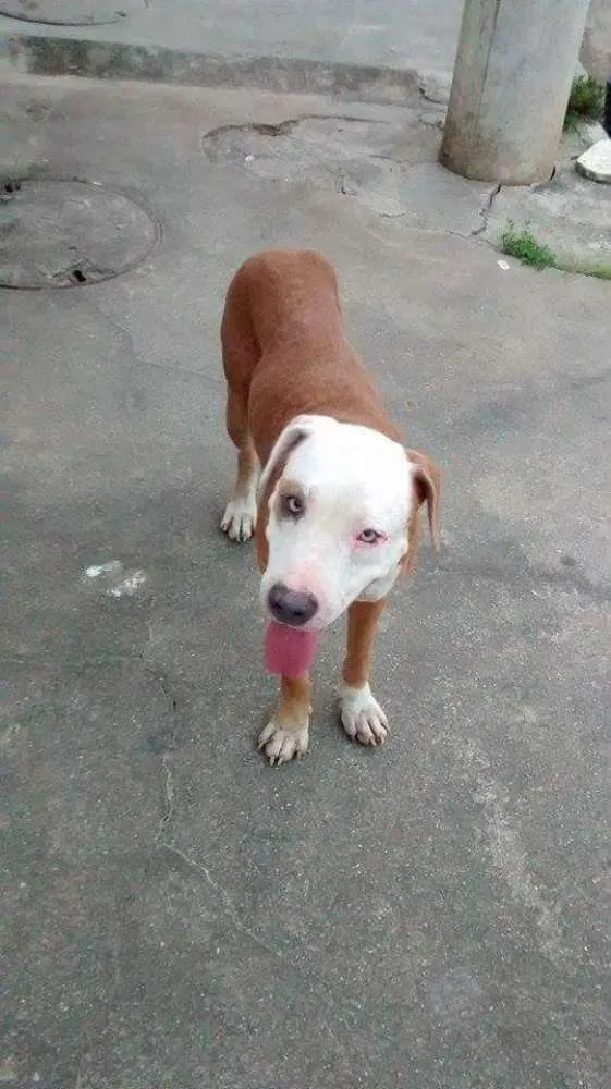 Cachorro raça Pit-Bull idade 3 anos nome sem nome