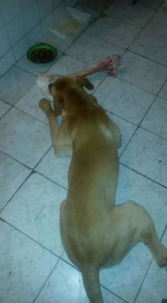 Cachorro raça Mista idade 2 anos nome Sansão