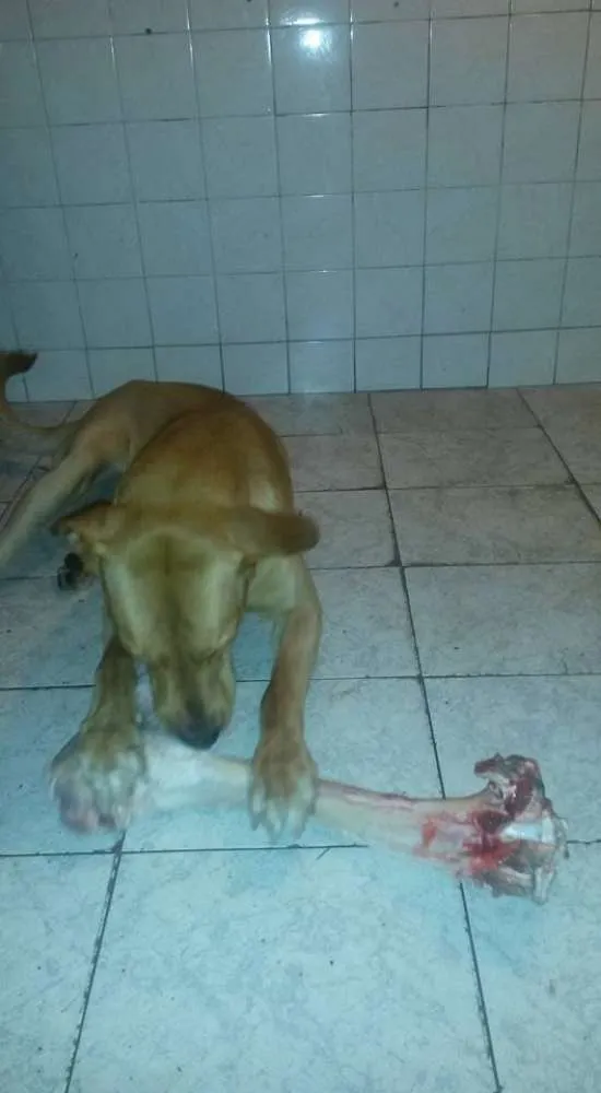 Cachorro raça Mista idade 2 anos nome Sansão