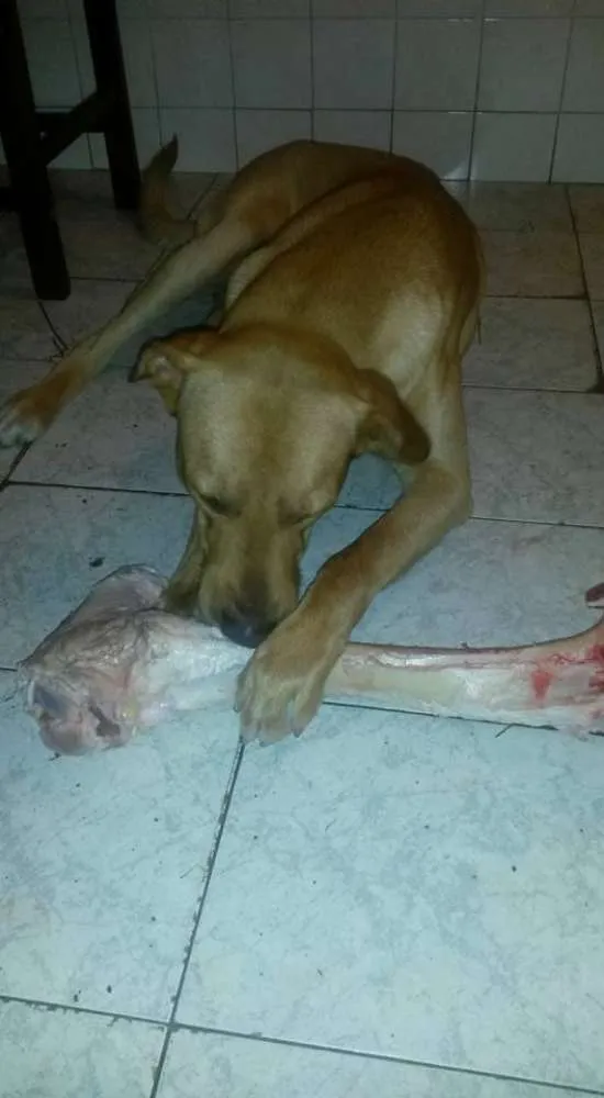 Cachorro raça Mista idade 2 anos nome Sansão