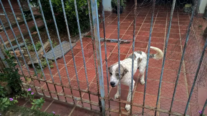Cachorro ra a Labrador idade 1 ano nome Spark