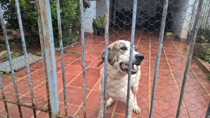 Cachorro ra a Labrador idade 1 ano nome Spark