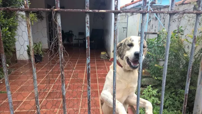Cachorro ra a Labrador idade 1 ano nome Spark