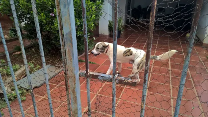 Cachorro ra a Labrador idade 1 ano nome Spark