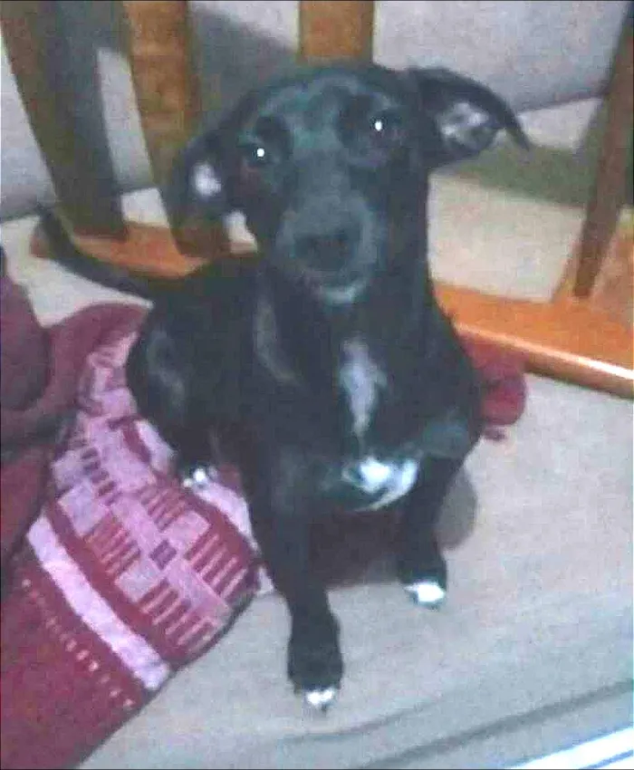Cachorro ra a SRD idade 1 ano nome Marley