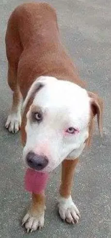 Cachorro raça Pit-Bull idade 3 anos nome sem nome