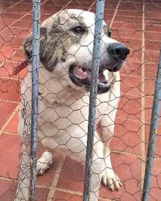 Cachorro ra a Labrador idade 1 ano nome Spark