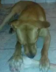 Sansão