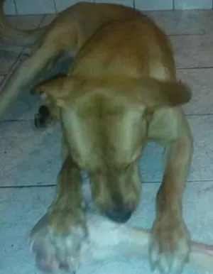 Cachorro raça Mista idade 2 anos nome Sansão