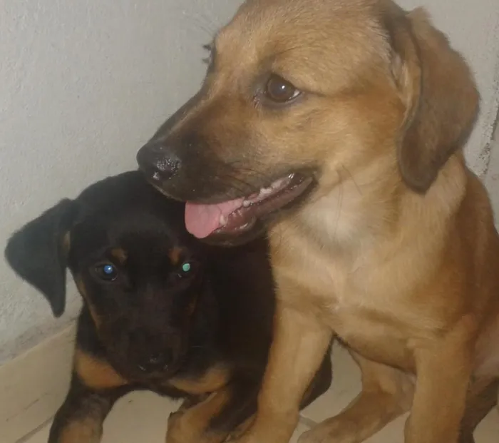 Cachorro ra a vira lata idade 2 a 6 meses nome sem nomes