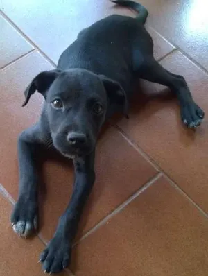 Cachorro raça  idade 2 a 6 meses nome Toddy