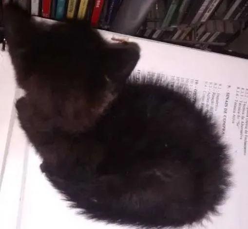 Gato ra a  idade Abaixo de 2 meses nome sem nome